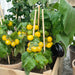 Patio Choice Yellow Cherry Tomato (30 seeds), Container Collection