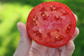 Rutgers 250 Tomato