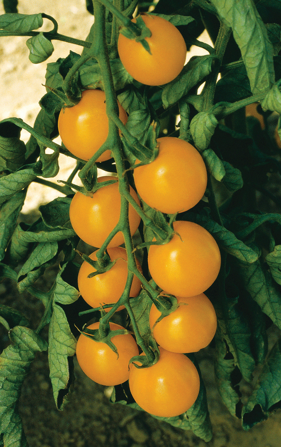 Amish Gold Slicer Tomato