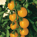 Sweet Gold Hybrid Cherry Tomato Seeds (Pkt)