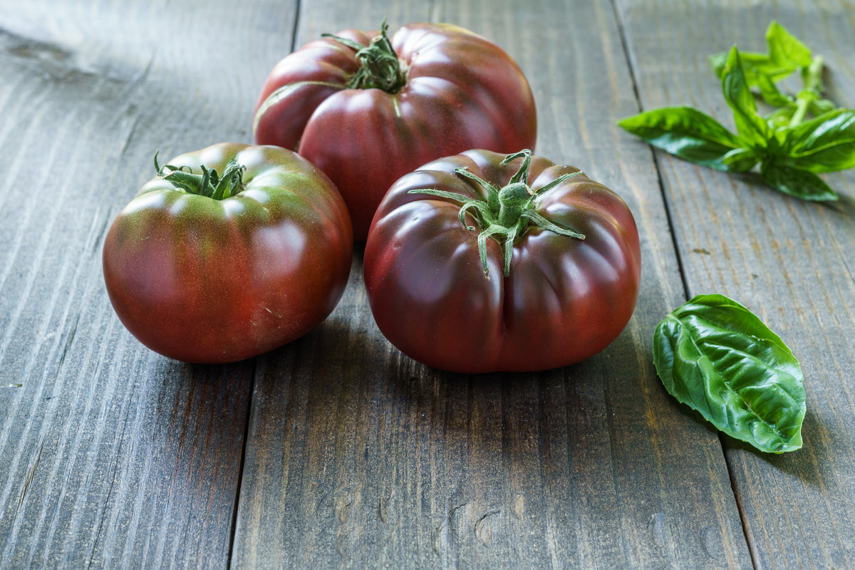 True Black Brandywine Tomato Seeds — Rohrer Seeds