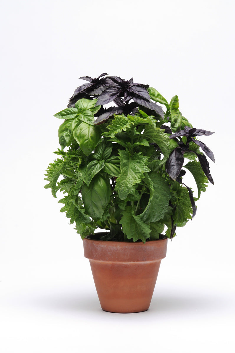 Simply Herbs Try Basil Mix (10 seeds), Container Collection
