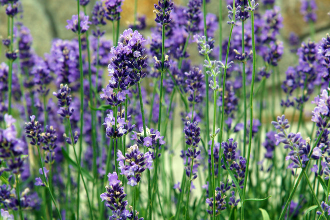 Lavender Seeds  Rohrer Seeds