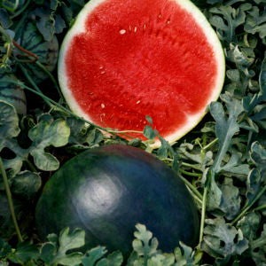 Bush Sugar Baby Watermelon Seeds