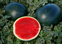 Sweetie Pie Hybrid Watermelon