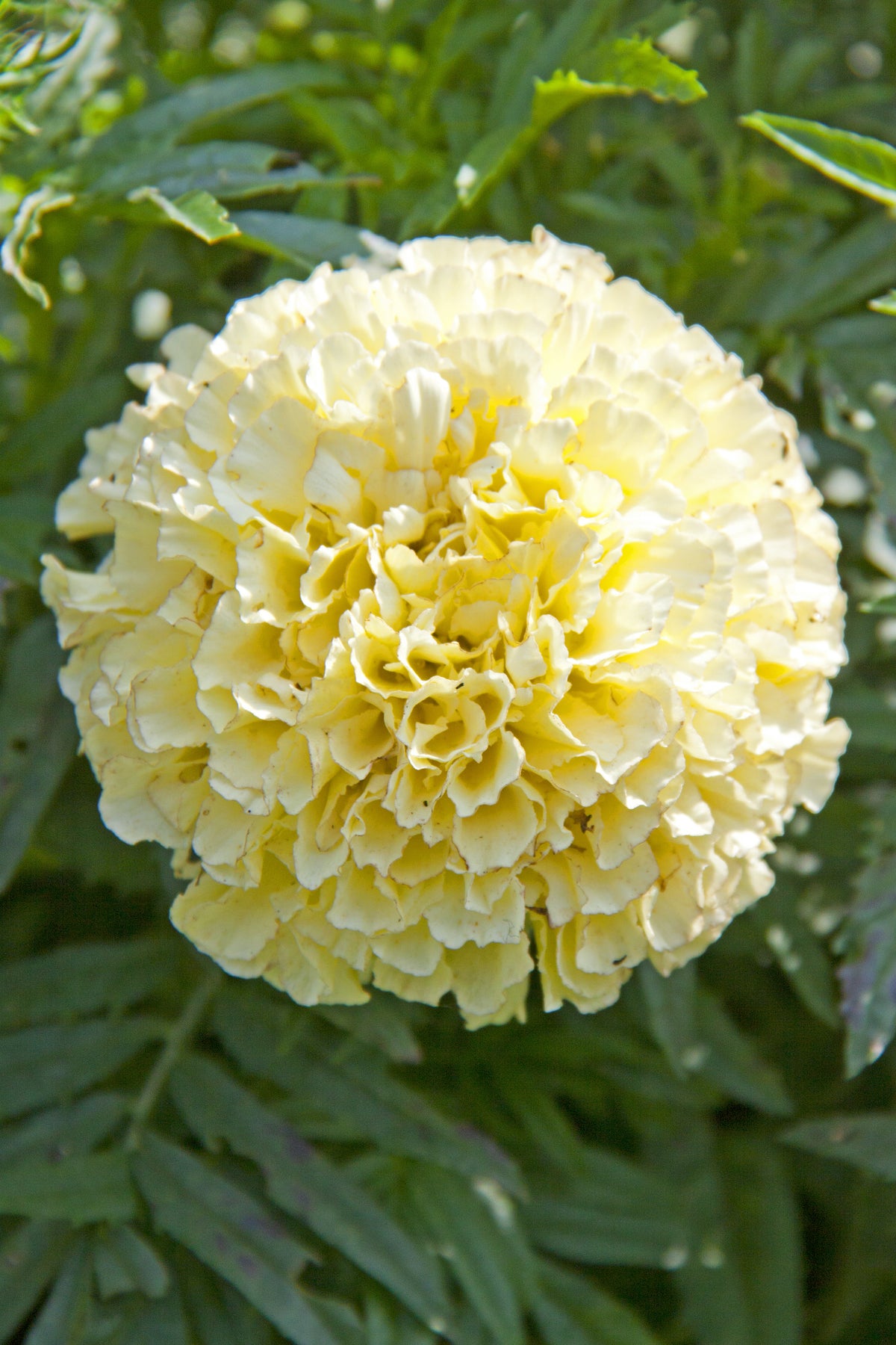 white marigold seeds for sale Kilimanjaro White Marigold Seeds