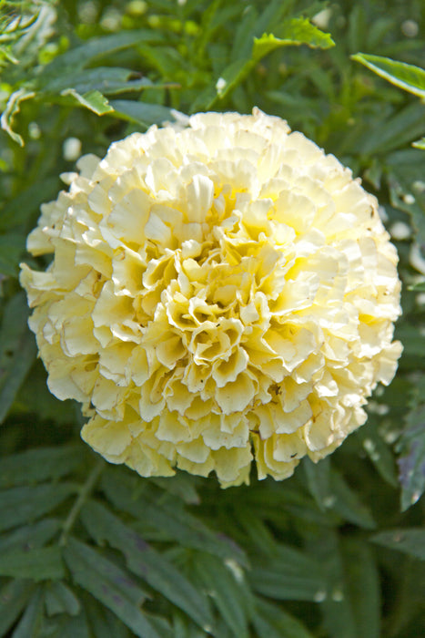 white marigolds seeds Kilimanjaro White Marigold Seeds