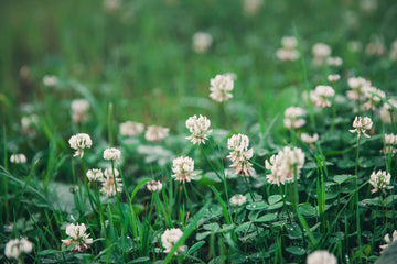 Rohrer Seeds White Clover Seed (1 LB) - Designed For Ground Cover, Natural Erosion Control, a Lawn Alternative, Pasture, Forage, Pollinating Seed & More