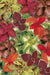 Wizard Select Improved Mix Coleus (60 seeds), Container Collection
