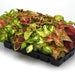 Wizard Select Improved Mix Coleus (60 seeds), Container Collection