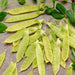 Yellow Sugar Pod Pea (60 seeds), Container Collection