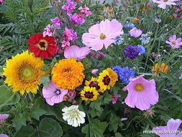 flower seeds to scatter Renee's Garden Scatter Garden Cans Endless Bouquets