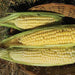 Ashworth Yellow Sweet Corn (Pkt)