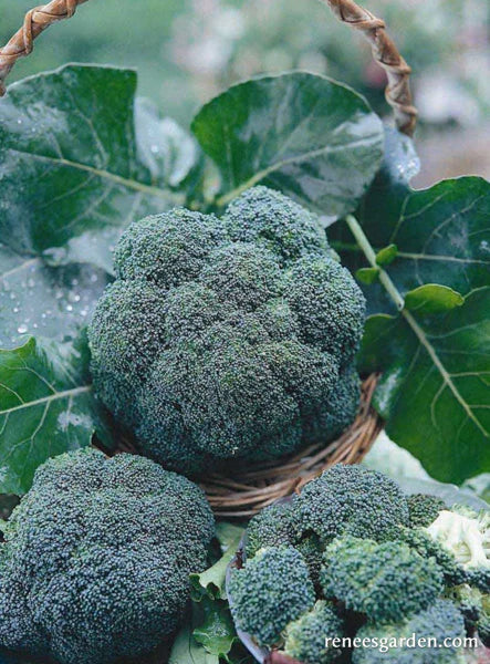 Blend broccoli shop