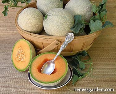 Mini Sugar Cube Cantaloupe Melon