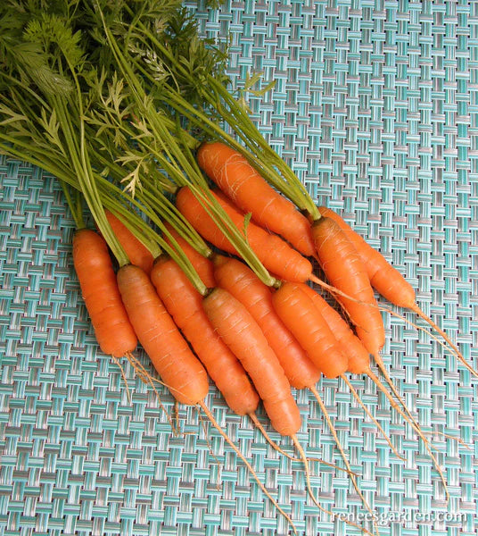 Baby Babette French Carrot