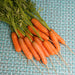 Baby Babette French Carrot