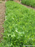 Cover Crop Scatter Can