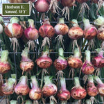 Blush Pink Onion Plants