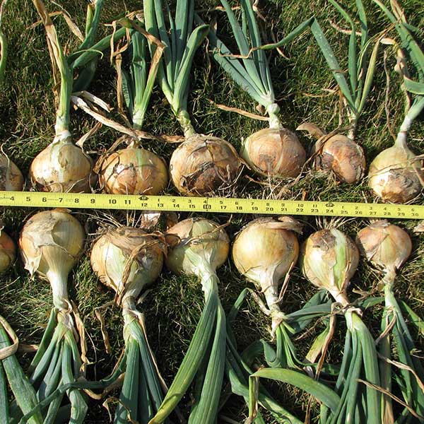 Walla Walla Onion Plants