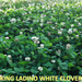 Tecomate King Ladino White Clover