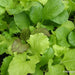Asian Baby Leaf Lettuce