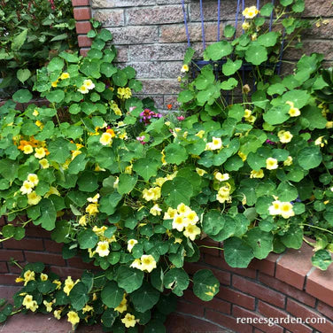 renee's garden nasturtium seeds 'Moonlight' Climbing Nasturtiums