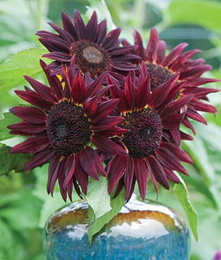 Sunflower Chianti Hybrid