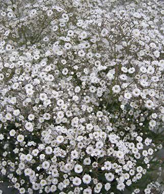 Baby's Breath Early Snowball