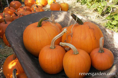 Autumn Gold & Spookie Mix Pumpkin