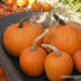 Autumn Gold & Spookie Mix Pumpkin