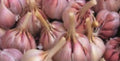 Purple Hardneck Garlic Bulbs (3 Bulbs/Pk)