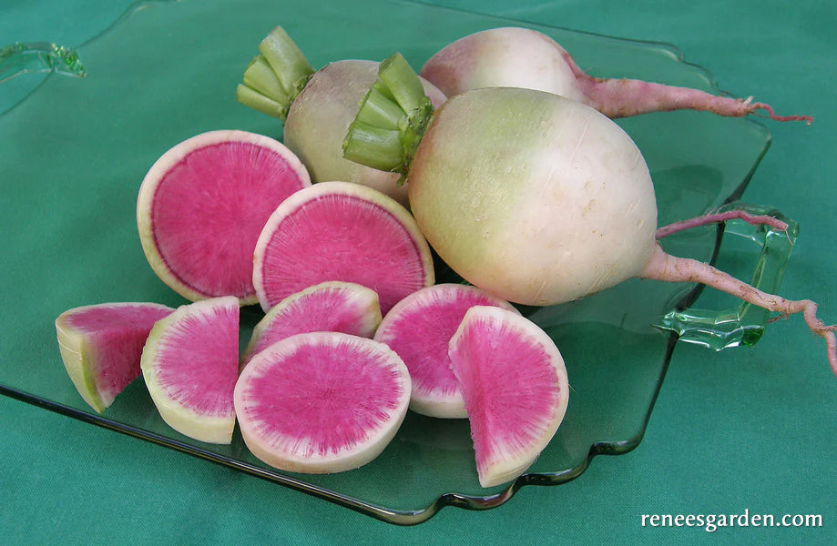 Watermelon Radish