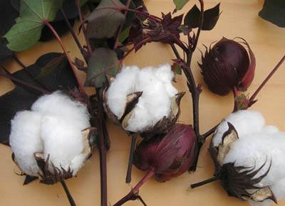Red Foliated White Cotton (Pkt)