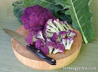 Purple Crush Cauliflower