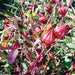 Thai Red Roselle Hibiscus (Pkt)