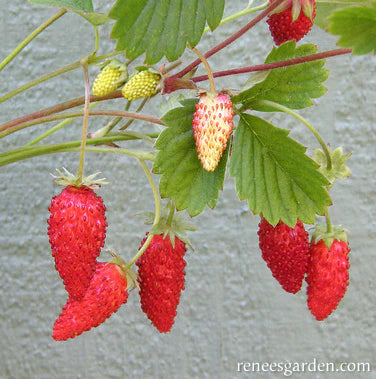 alpine strawberry seed Renee's Garden Strawberry Alpine Mignonette