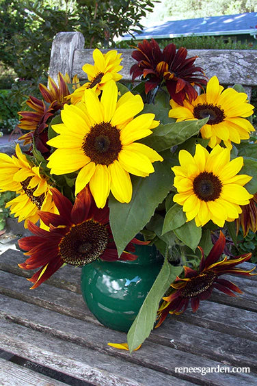 Bright Bandolier Sunflower