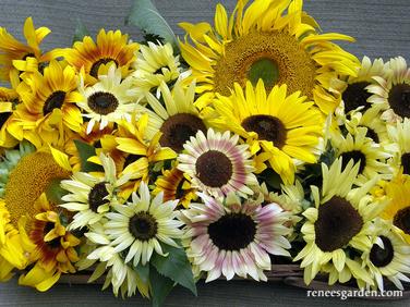 Summer Sunflowers Scatter Can