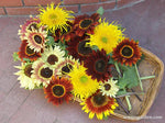 Sun Samba Sunflower