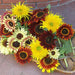 Sun Samba Sunflower