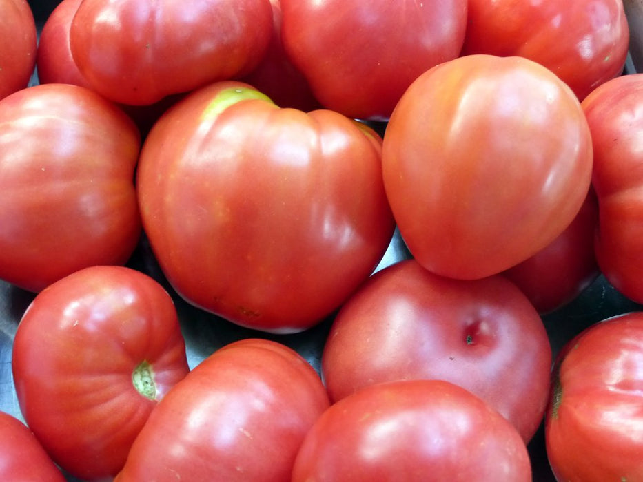 Oxheart Tomato (Pkt)