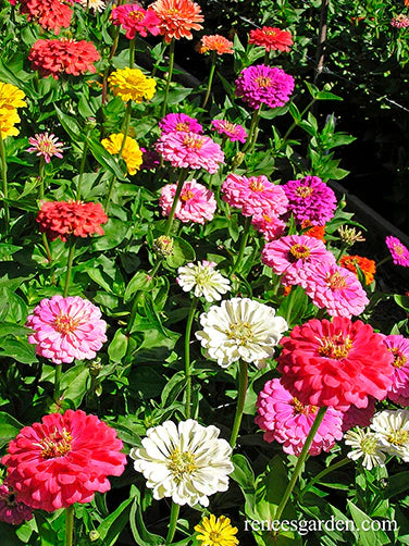 blue lavender queen blue zinnia flower Zinnia Blue Ribbon Bouquet