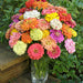 Granny's Bouquet Zinnia